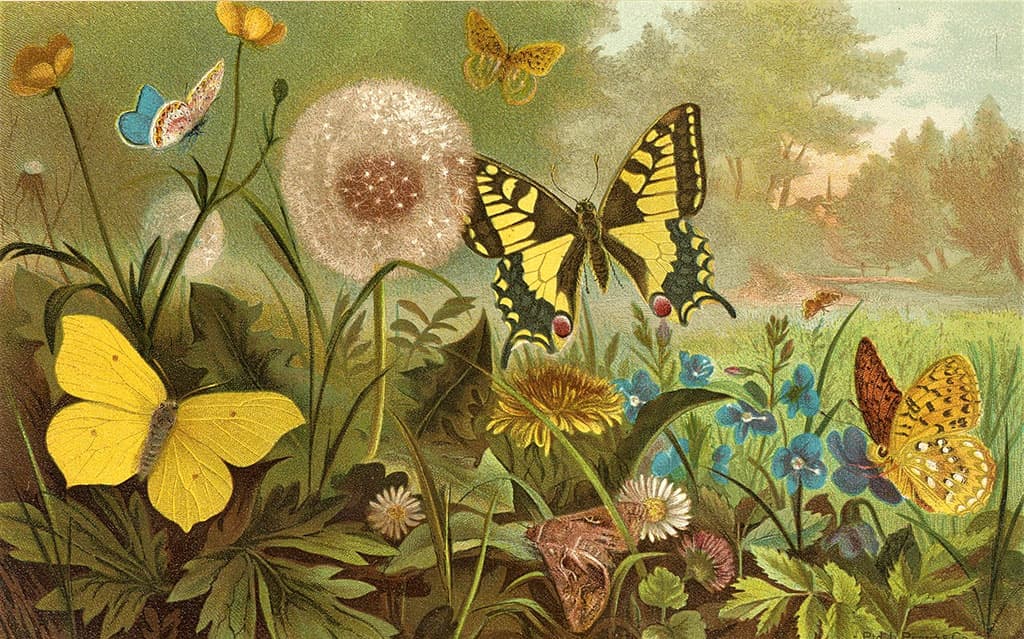 biblioteka-naslediya-bioraznoobraziya-besplatnyj-onlajn-dostup-ko-vsej-zhizni-na-zemle