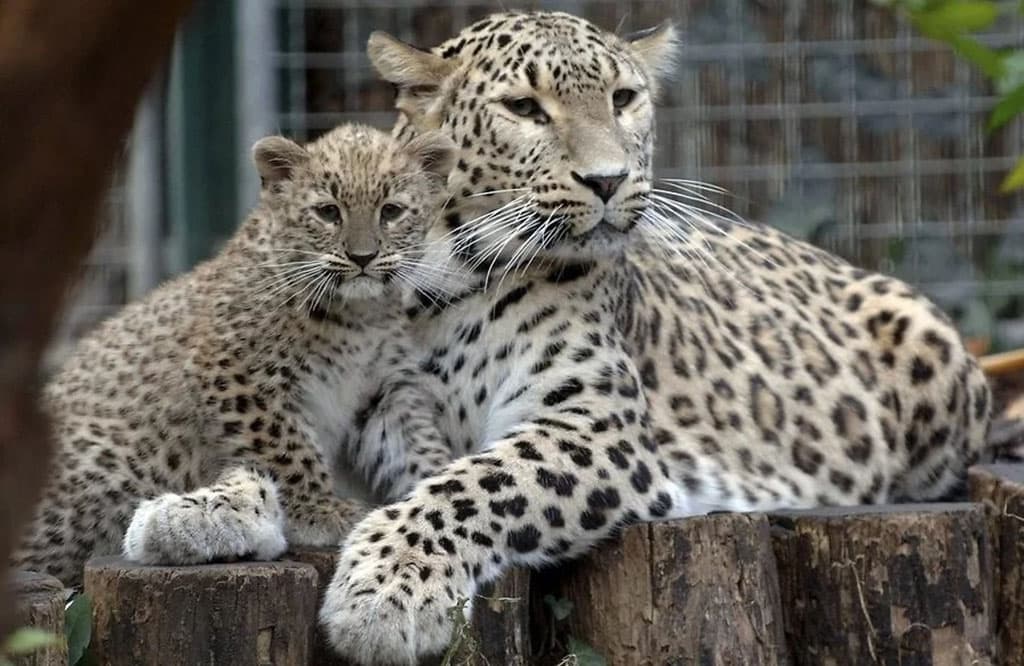 v-seme-turkmenskogo-leoparda-obitayushchego-na-kavkaze-shestoe-popolnenie