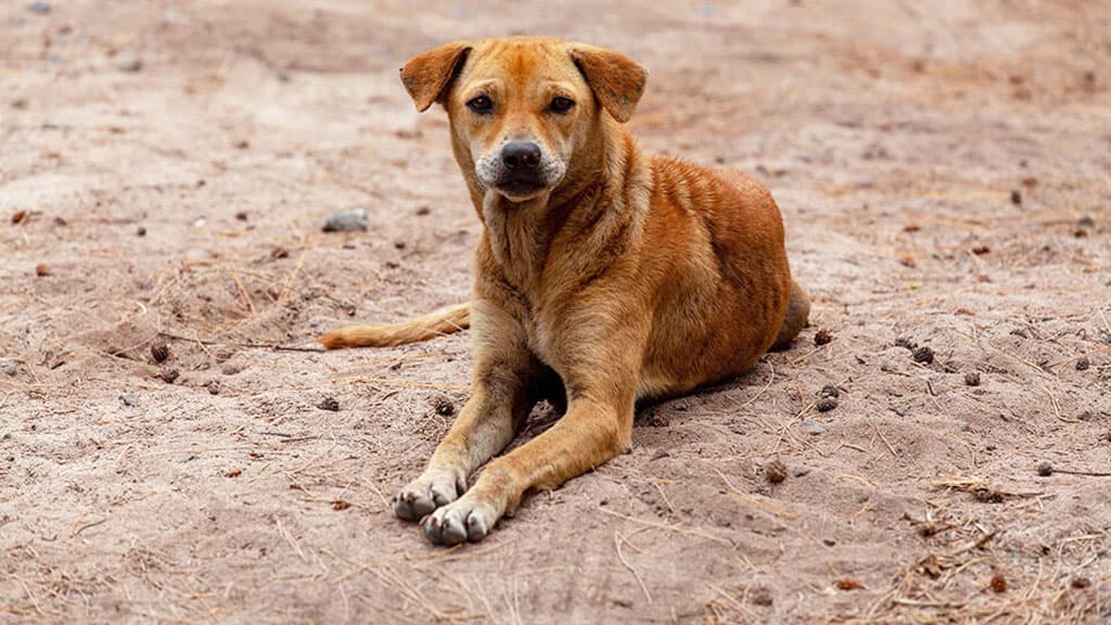 vsemirnyj-den-bezdomnyh-zhivotnyh-my-v-otvete-za-teh-kogo-priruchili