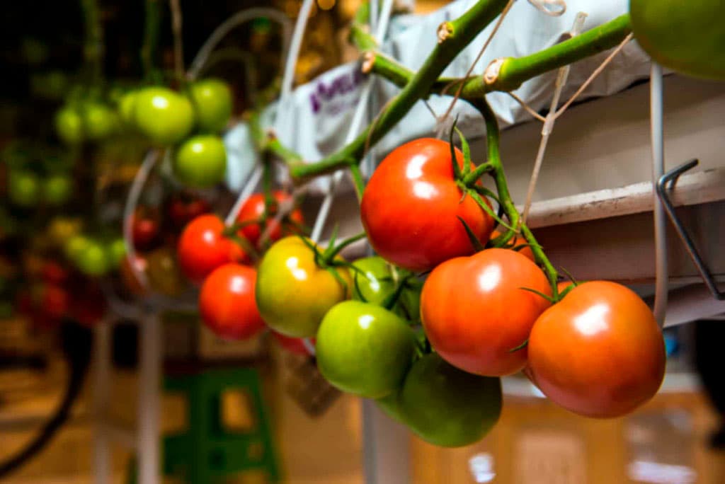 usaid-provodit-vebinar-dlya-selhozproizvoditelej