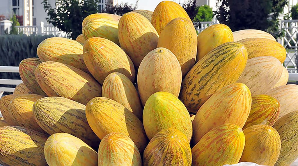 prazdnik-turkmenskoj-dyni-proshel-v-gorode-ufa