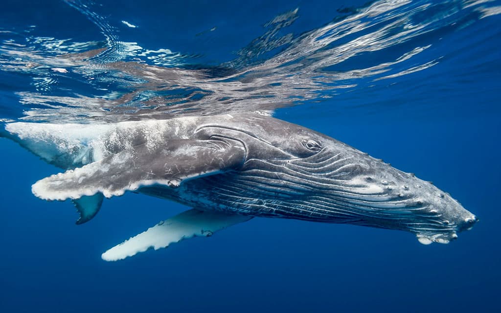 poslushajte-uvertyuru-iz-kotoroj-ubrali-noty-po-chislu-pogibshih-kitov