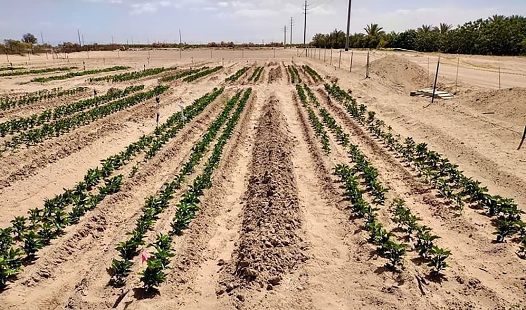 nauchnye-metamorfozy-kak-prevratit-pesok-v-pochvu-za-7-chasov