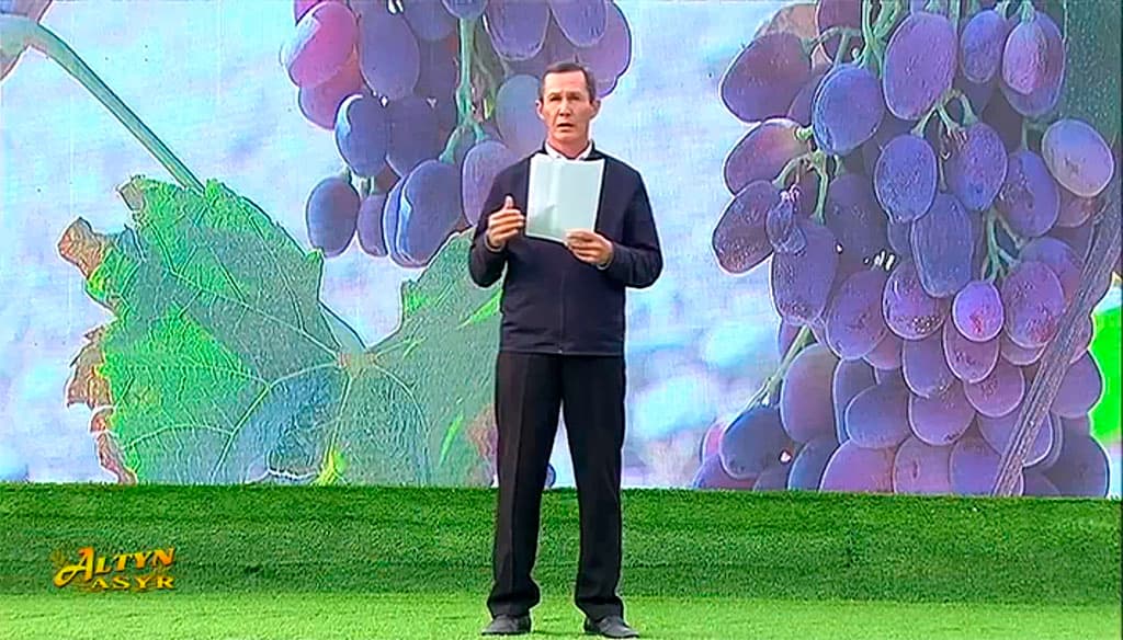 akciya-po-posadke-sazhencev-vinograda-v-ahale-pretenduet-na-mirovoj-rekord