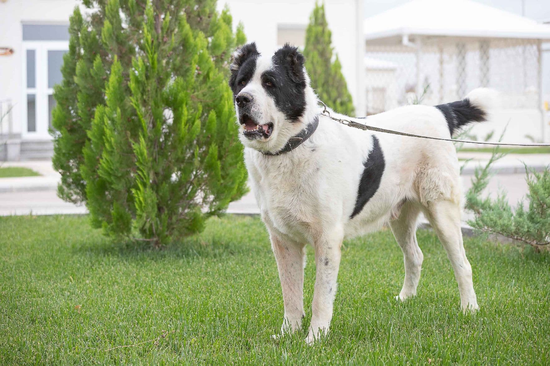 exhibition-honor-turkmen-alabai-selected-works