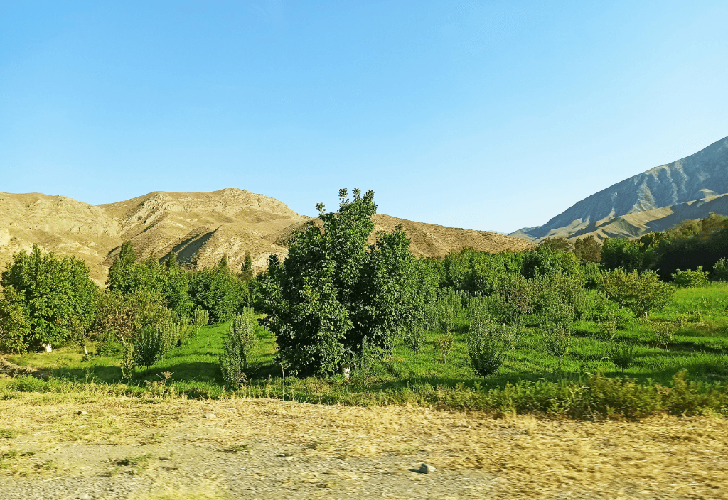 turkmenistanda-haysy-agaclar-ekilyar