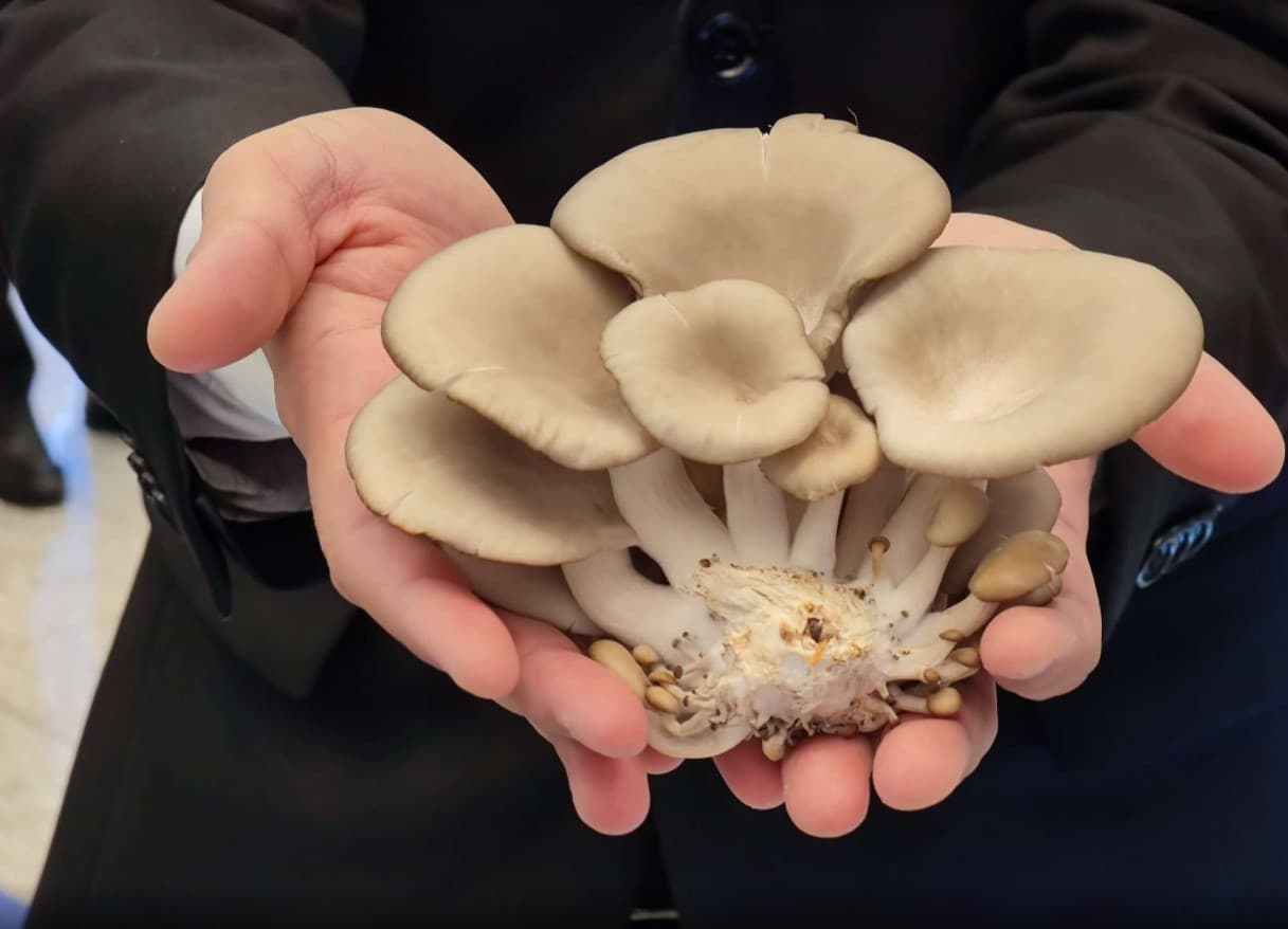 The Engineering and Technology University has developed new technologies for growing mushrooms