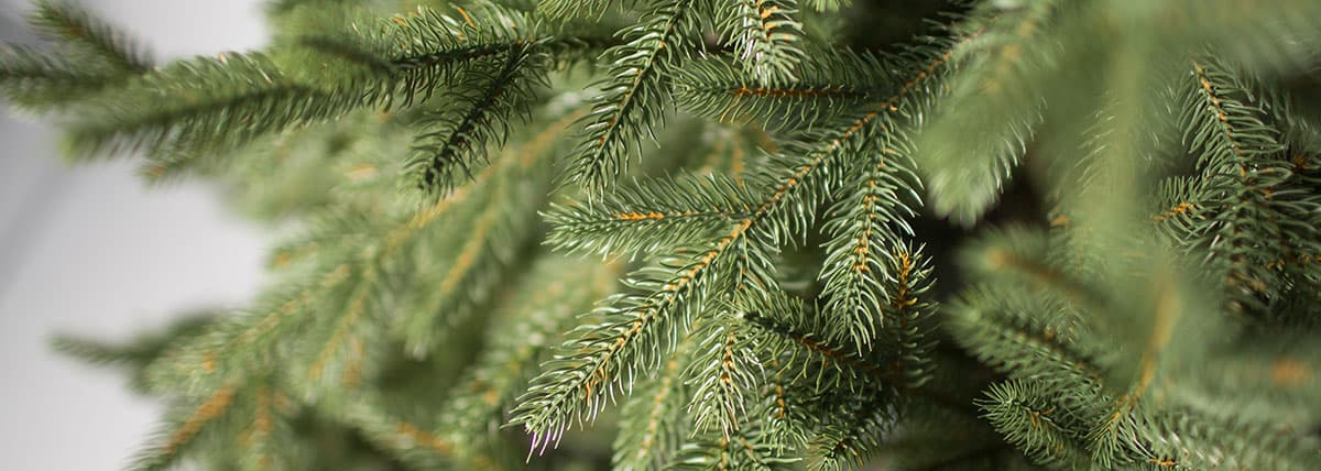 pervaya-partiya-novogodnih-elok-otpravlena-iz-permskogo-kraya-v-turkmenistan