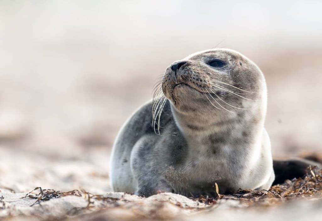 mass-death-caspian-seals-could-have-been-caused-prolonged-storm