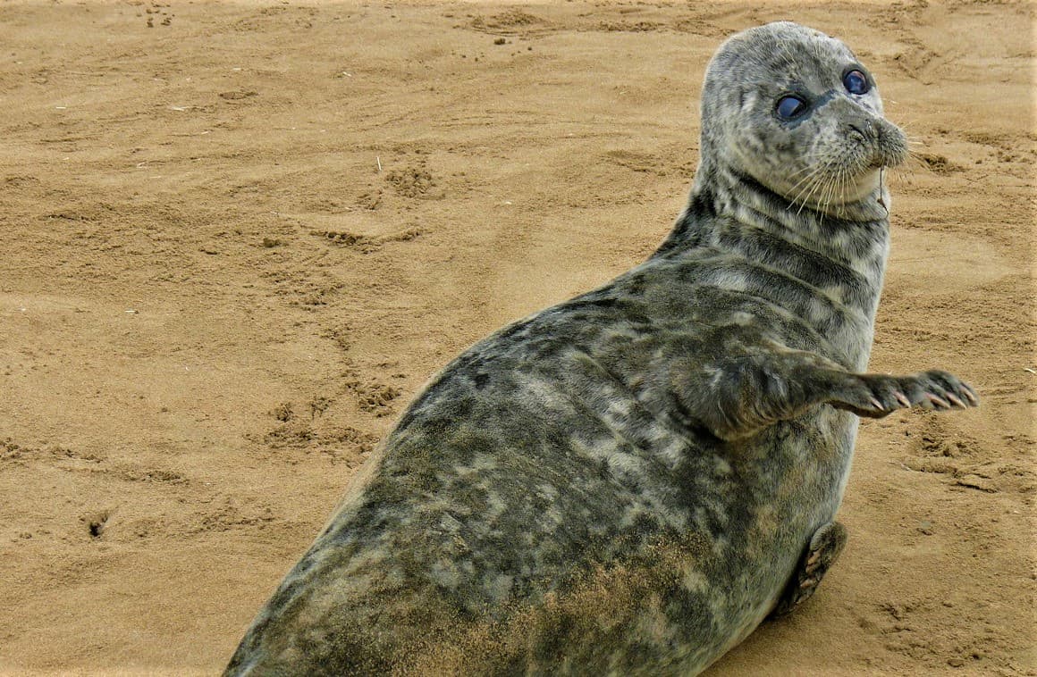 kazakhstan-creates-reserve-preserve-population-caspian-seal