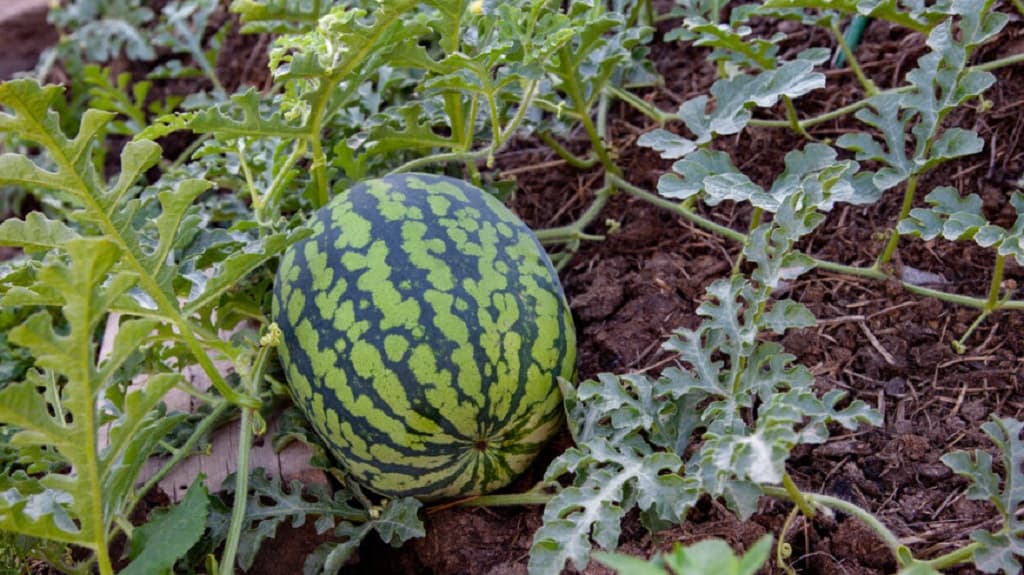 sladkie-arbuzy-vpervye-budut-vyrashchivat-v-antarktide-rossijskie-uchenye