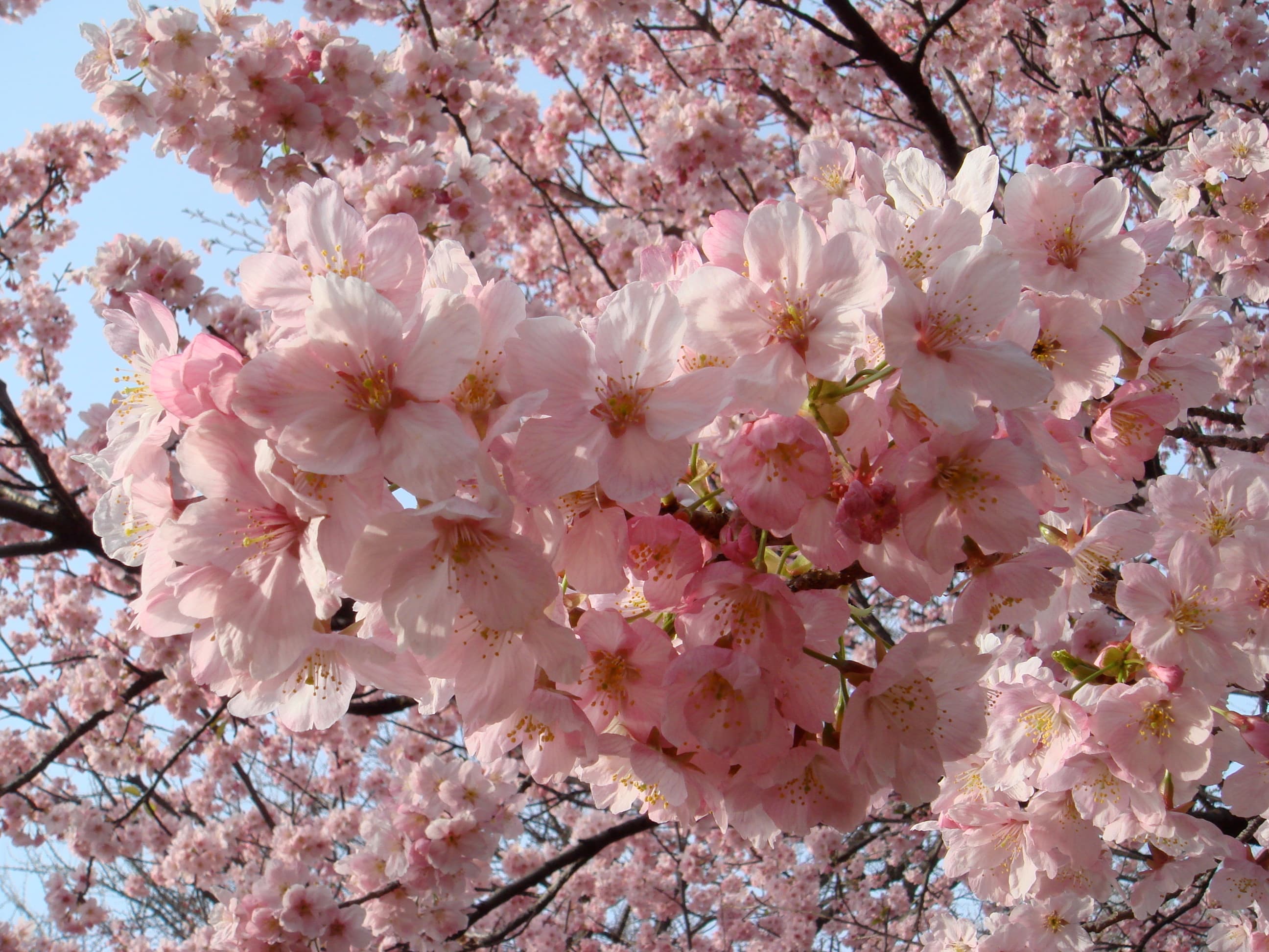 Sakura in Japan bloomed a month ahead of schedule