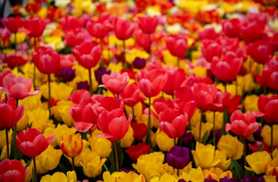 stambul-gotov-k-znamenitomu-sezonu-tyulpanov