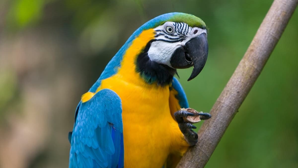 prodazhi-popugaev-rezko-uvelichilis-v-zoomagazinah-turcii-posle-zemletryasenij