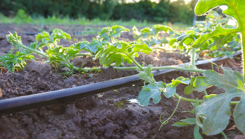 ho-turkmen-senagat-zapustilo-proizvodstvo-sistem-kapelnogo-orosheniya