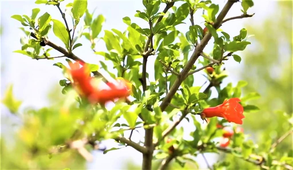 china-central-asia-summit-results-generalizations-and-parallels