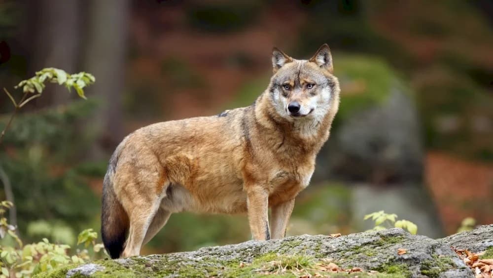 immigrant-mojek-nadip-tutus-tokay-ekoulgamyny-dikeltdi