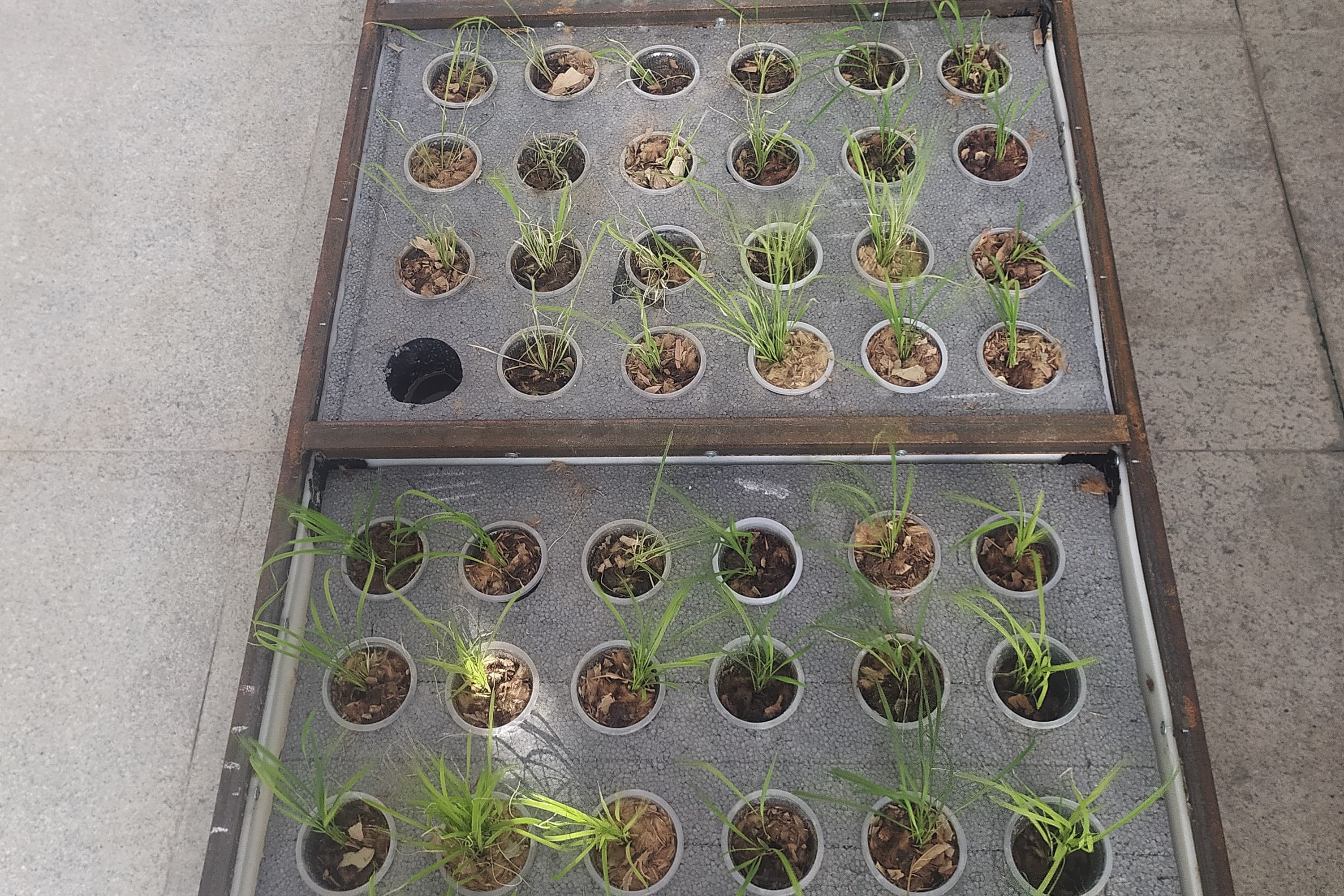 turkmenskie-uchenye-pridumali-kak-izbezhat-ispolzovaniya-pochvy-v-rastenievodstve