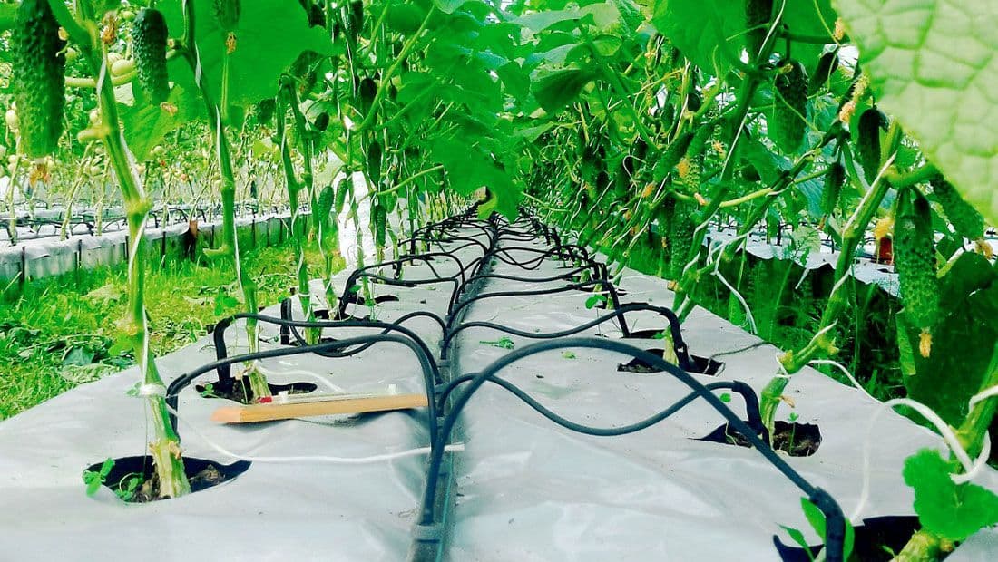 turkmenskoe-predpriyatie-vypuskaet-sovremennye-sistemy-kapelnogo-orosheniya