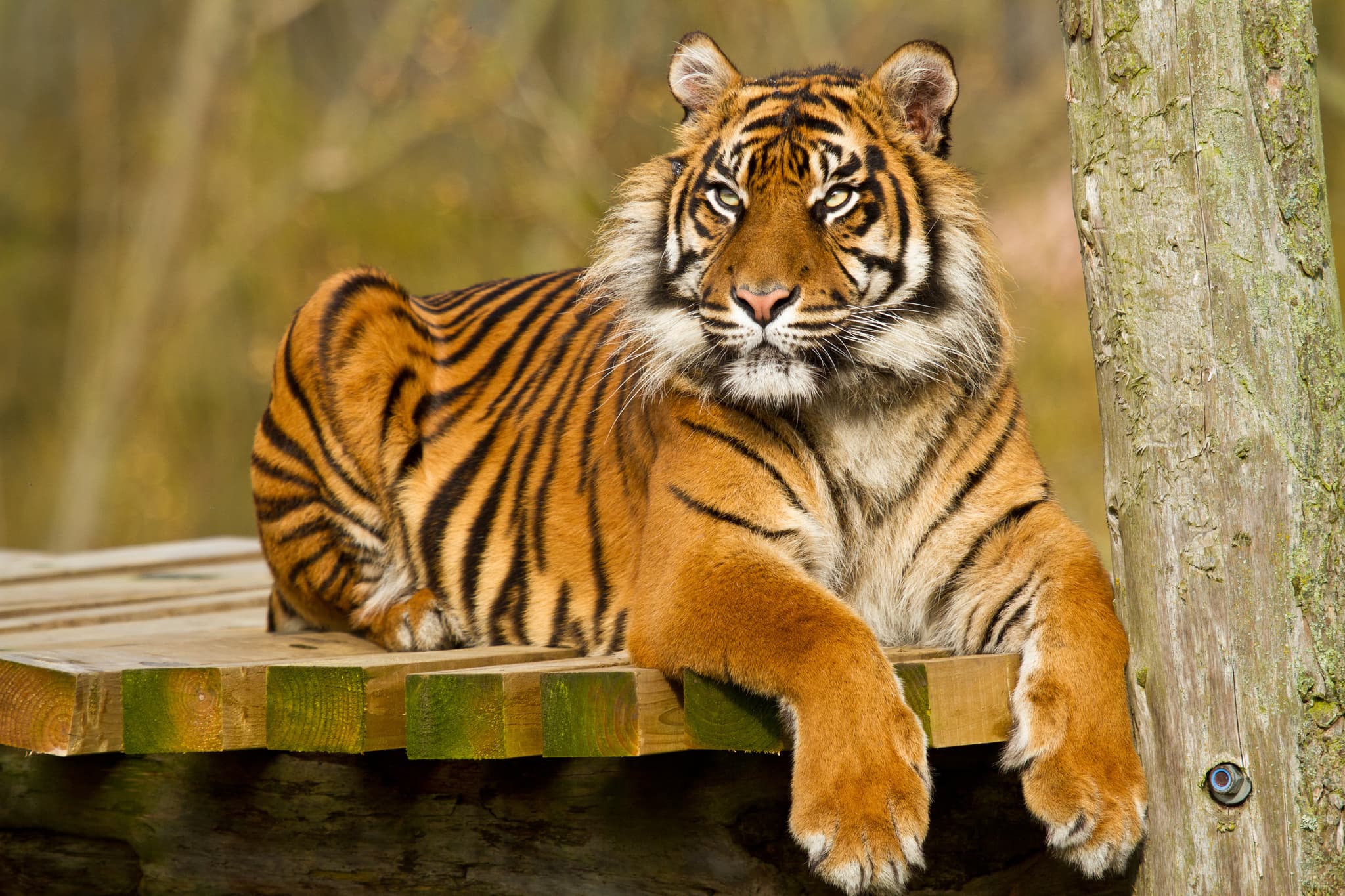 The genetic "tree" of tigers of continental Asia was compiled by a team of scientists