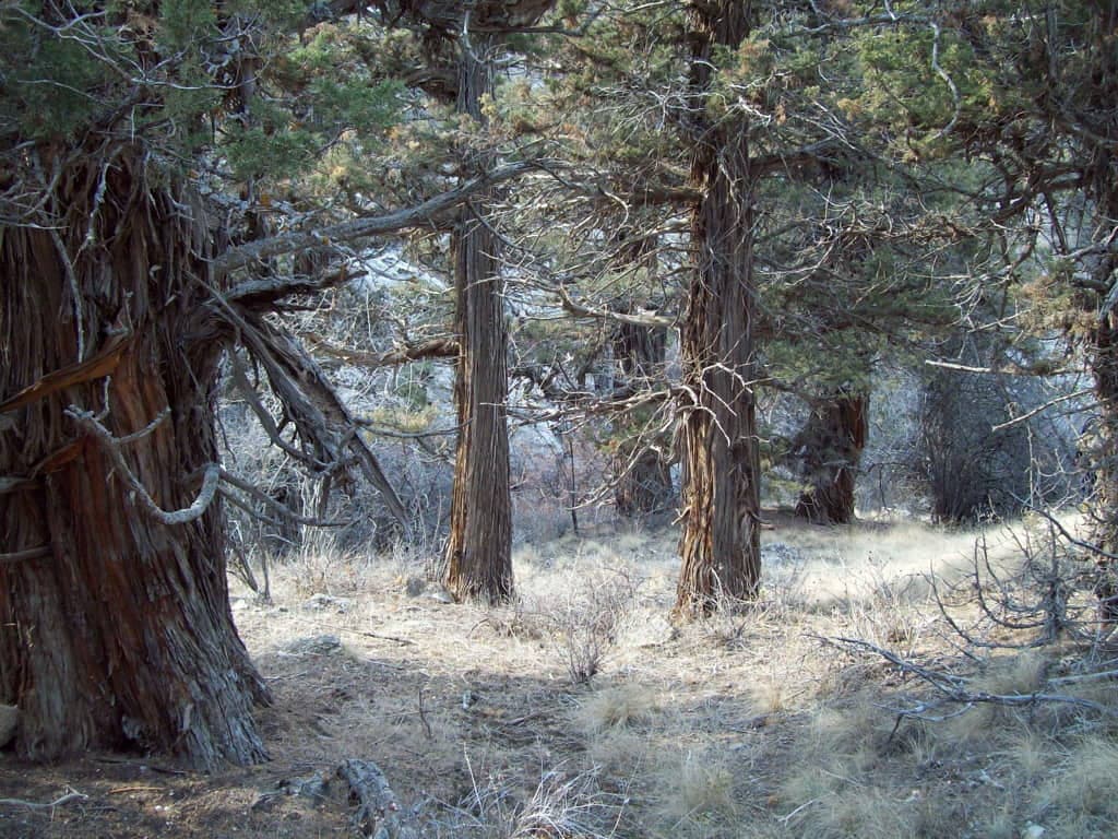 turkmenistan-represented-ministerial-conference-field-forestry-china