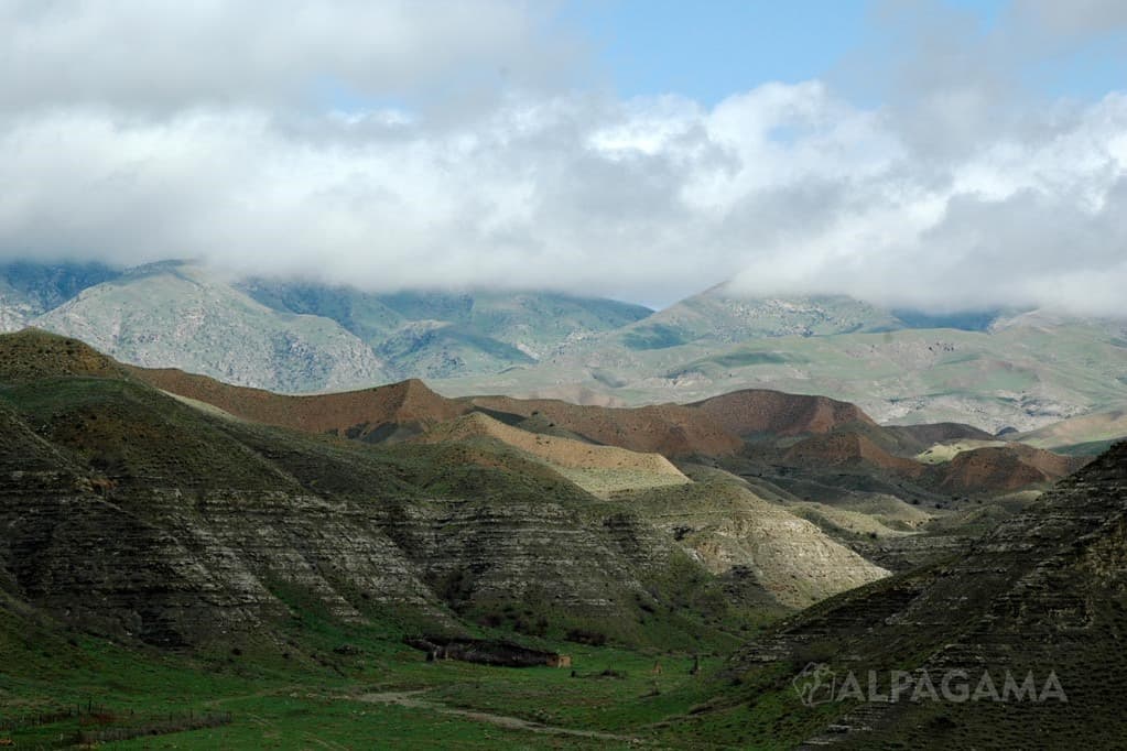 turkmenskie-uchenye-predlozhili-ispolzovat-v-medicinskoj-promyshlennosti-ekstrakt-polyni