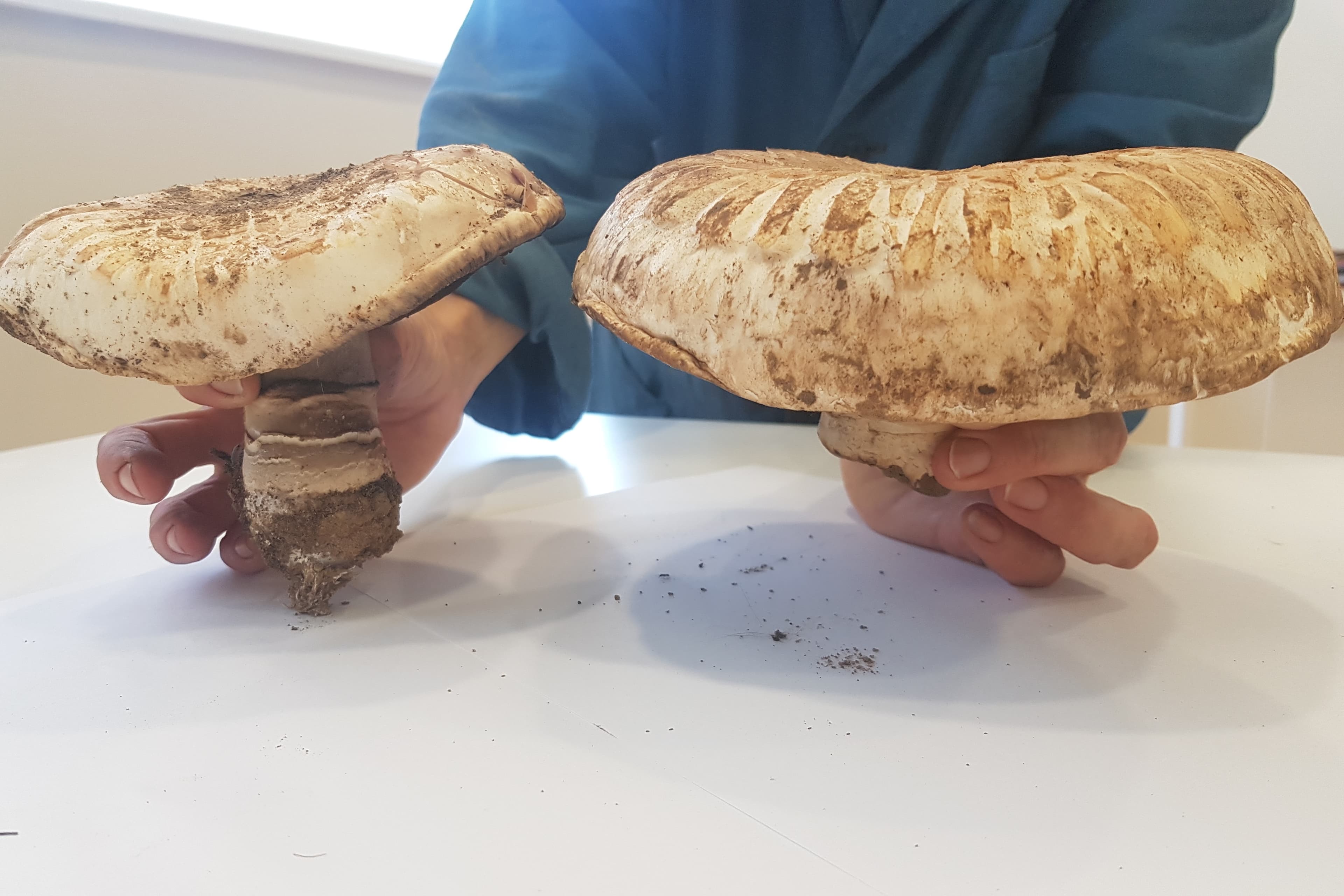 turkmenskie-uchenye-vyrastili-gigantskij-shampinon-vesom-v-350-grammov