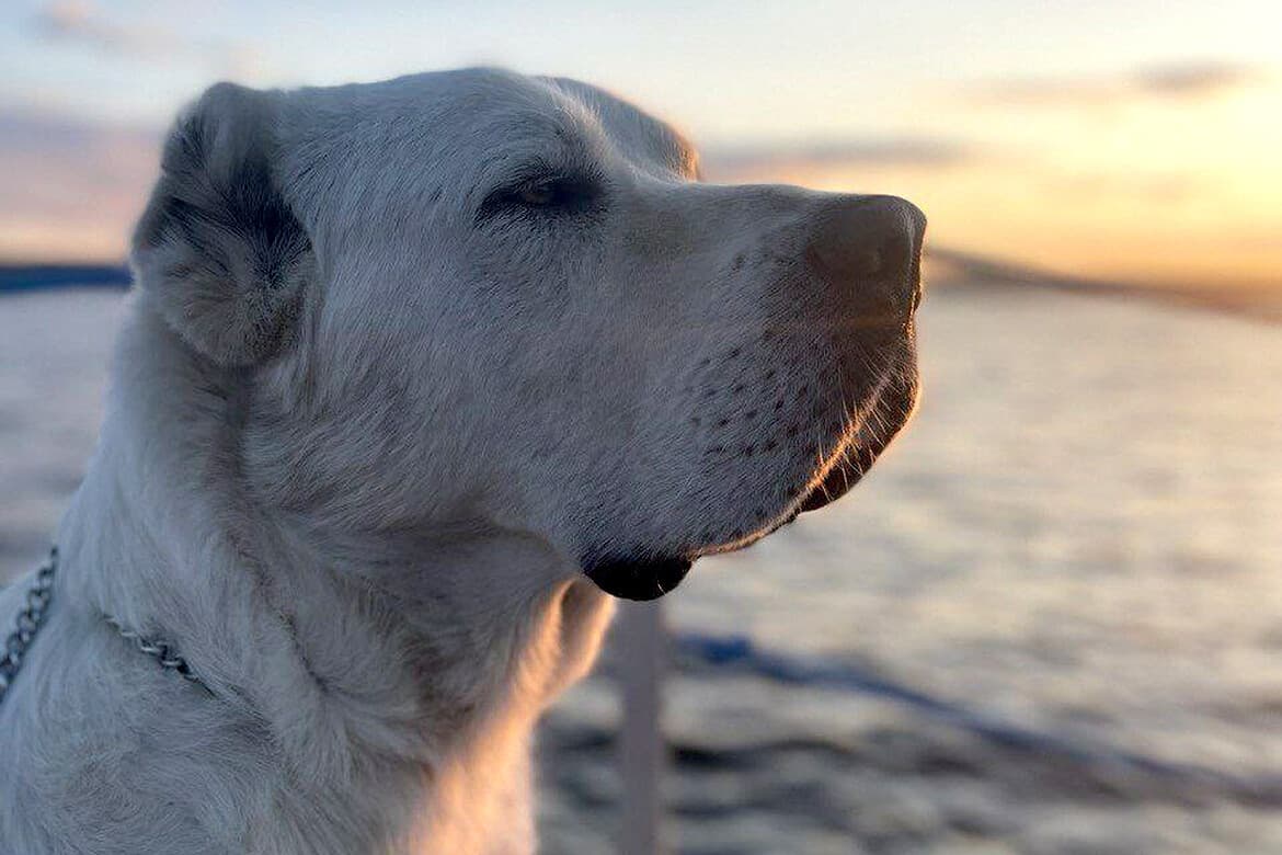 rustam-minnikhanov-dedicated-poem-turkmen-alabai