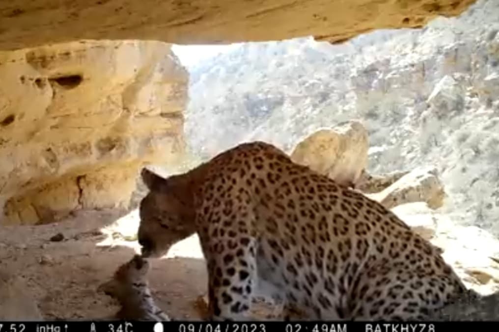 turkmenskij-zoozashchitnik-zapechatlel-redkij-vid-leopardov-v-badhyzskom-zapovednike