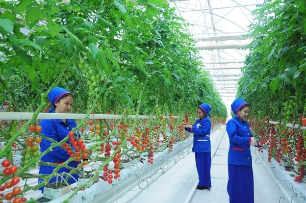 programma-usaid-po-torgovle-v-centralnoj-azii-priglashaet-proizvoditelej-i-eksporterov-tomatov-i-dyn-na-konferenciyu-po-prodvizheniyu-svoej-produkcii-na-novye-rynki