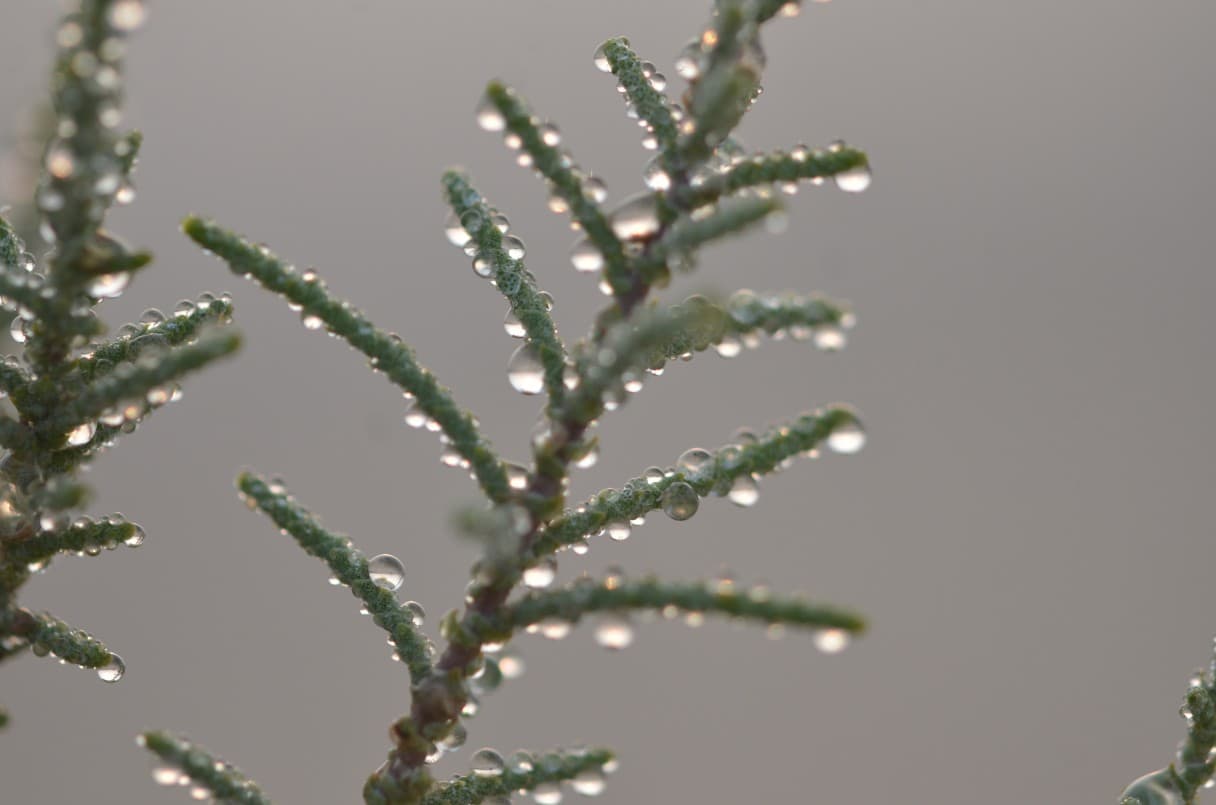 derevya-pustyni-mogut-cherpat-vodu-iz-suhogo-vozduha-s-pomoshchyu-listev-pokrytyh-solyu