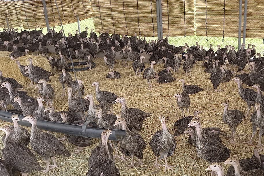 v-turkmenistane-zapatentovali-biologicheski-aktivnuyu-dobavku-dlya-ptic