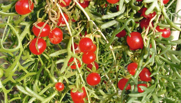 chagemic-turkmen-wonder-botanical-world