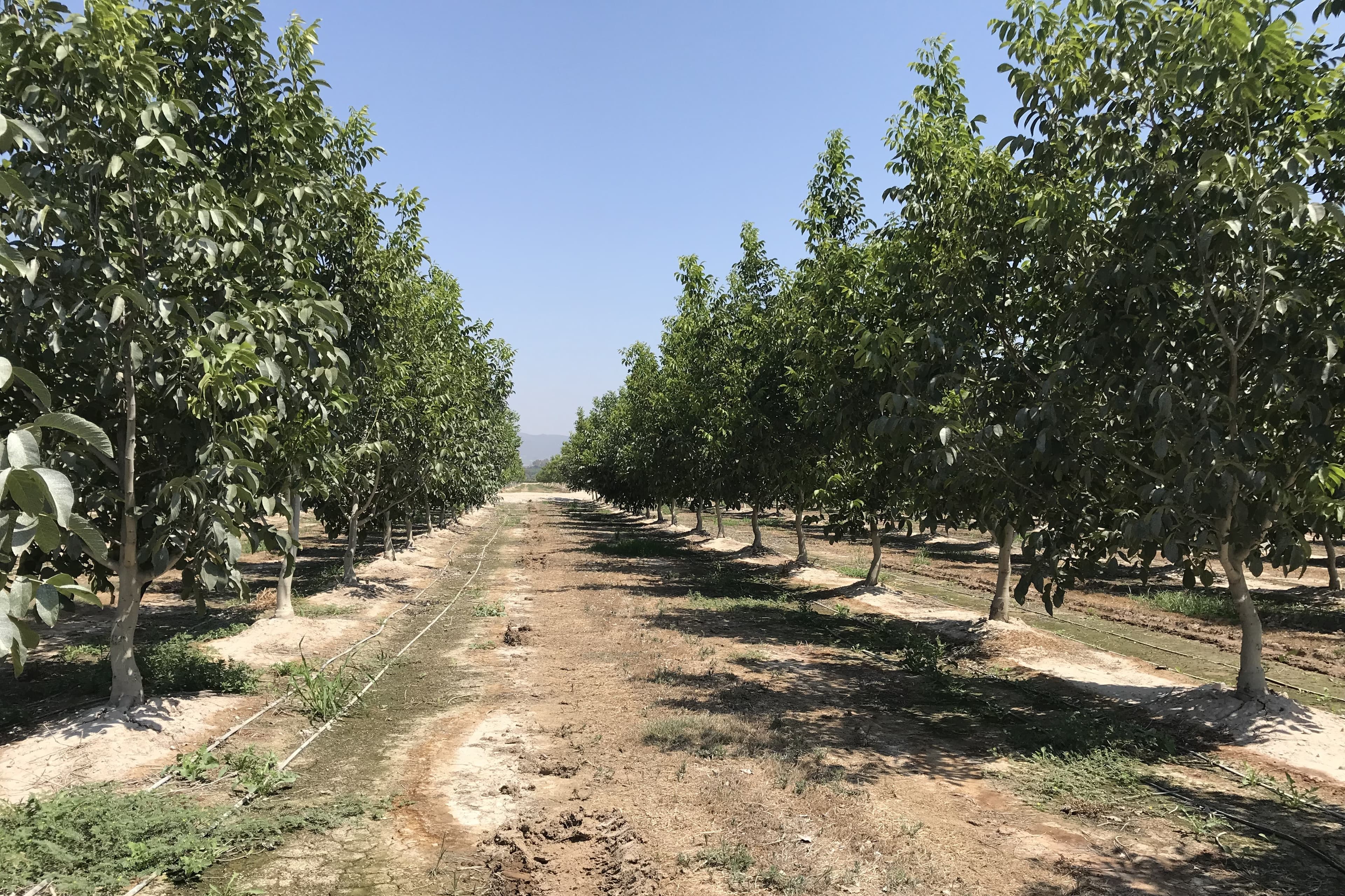 sistemu-kapelnogo-orosheniya-vvedut-v-stroj-v-odnom-iz-selhozobedinenij-ahala