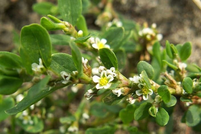 turkmenistanyn-ylymlar-akademiyasynyn-tehnologiyalar-merkezi-dermanlyk-osumligin-ulanylys-usulyny-islap-tayyarlady