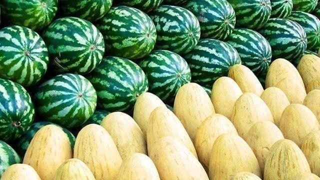 turkmenistanda-garpyzyn-we-gawunyn-eksporty-artdy