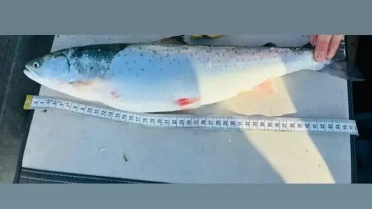 В Каспийском море обнаружен редкий вид лосося