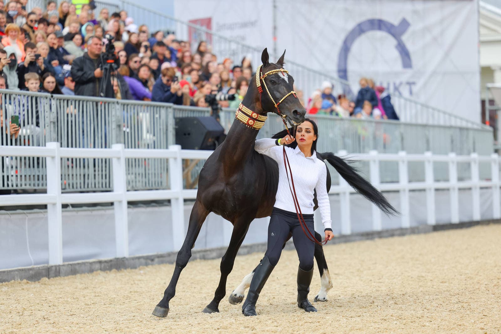 september-14-and-15-moscow-will-host-arabian-horse-championship-and-ahal-teke-exhibition