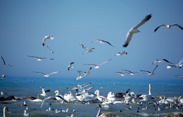 azerbajdzhan-predlagaet-usilit-ekologicheskij-kontrol-kaspijskogo-morya