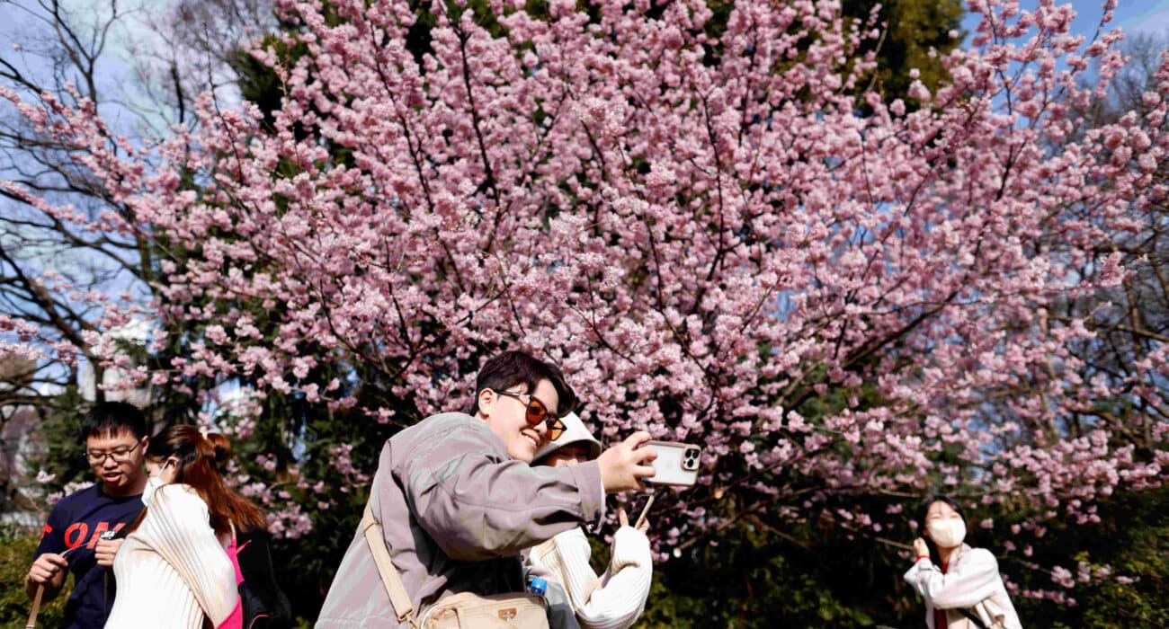 first-cherry-blossoms-2025-have-been-observed-okinawa-prefecture-japan