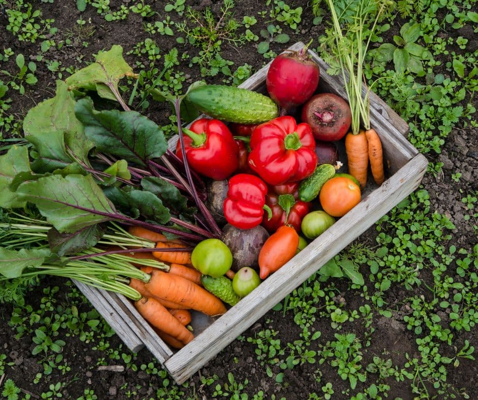 v-uzbekistane-sozdadut-holding-po-proizvodstvu-fruktov-i-ovoshchej-na-priusadebnyh-uchastkah