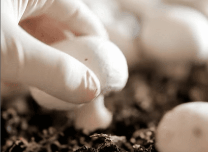 turkmenskie-griby-pod-markoj-tokaychy-eksportiruyutsya-v-uzbekistan