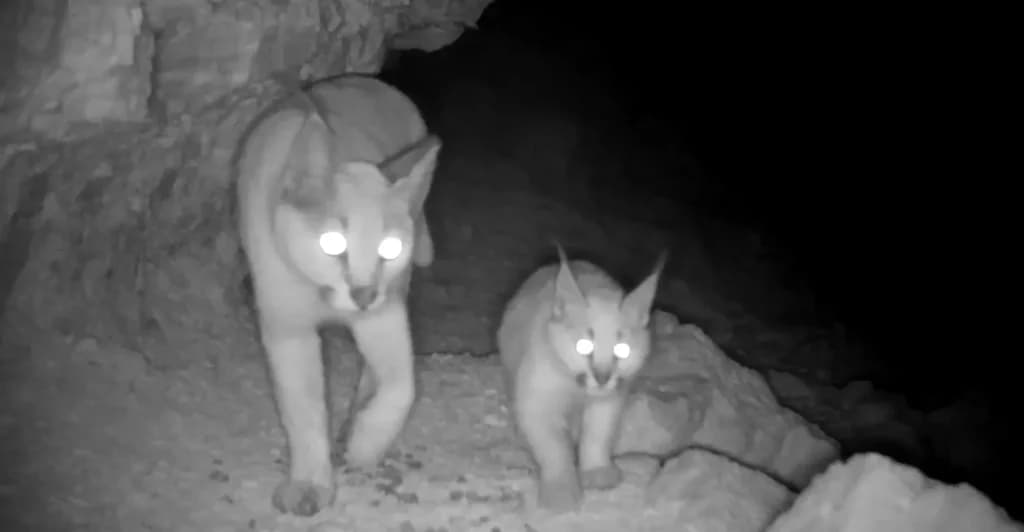 rare-animal-species-captured-camera-trap-turkmenistan