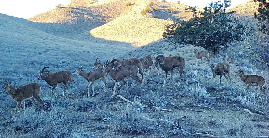 turkmenistans-rare-markhor-population-growing
