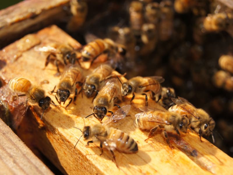 chinese-scientists-develop-lightest-insect-control-system