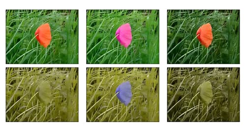 russian-scientists-develop-technology-adapt-tv-images-individuals-color-blindness