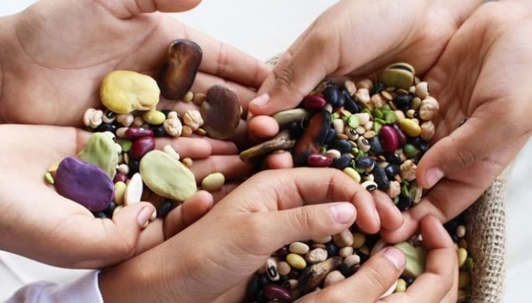 cultivation-leguminous-crops-expanding-dashoguz-velayat