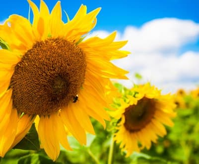 bashkortostan-vpervye-postavil-podsolnechnyj-shrot-v-turkmenistan