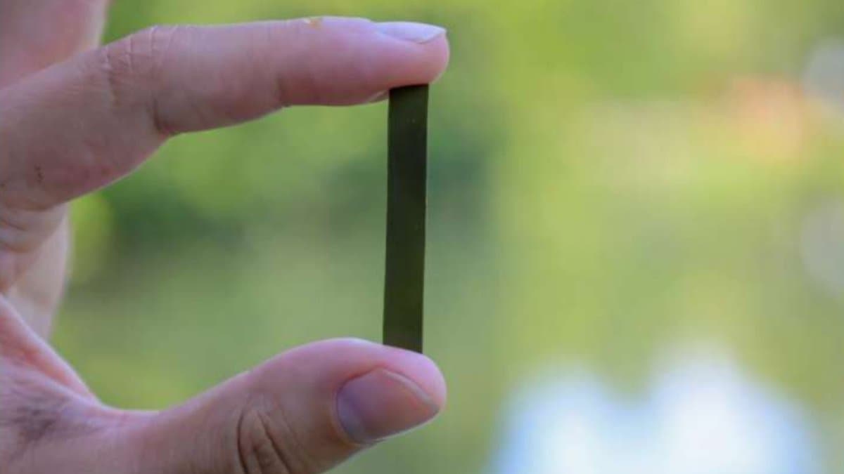scientists-have-created-new-durable-plastic-algae-fully-recyclable