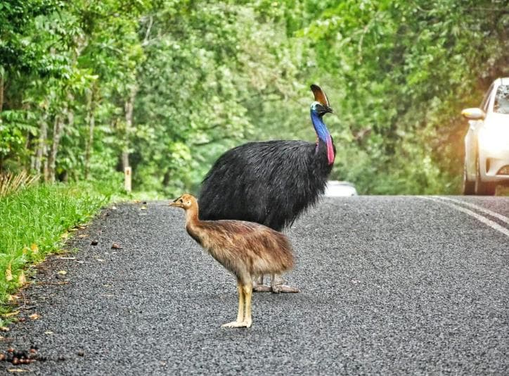 australia-system-protecting-animals-roads-has-been-successfully-tested
